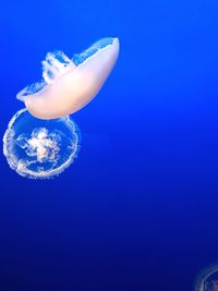 Close-up of jellyfish swimming in sea