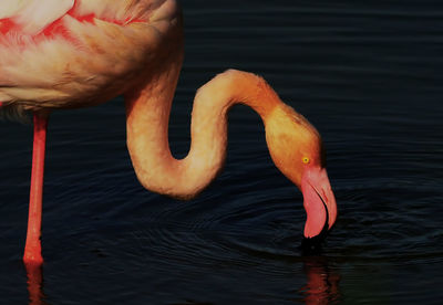 Close-up of bird in lake