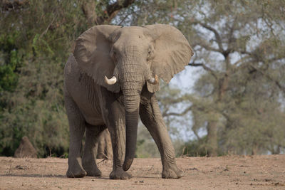 Elephant standing amidst trees