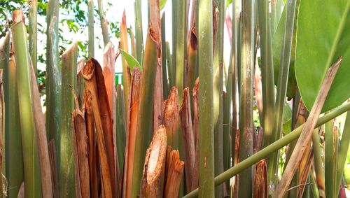 Close-up of bamboo plants growing on field