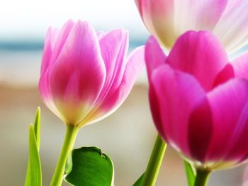 Close-up of pink tulips