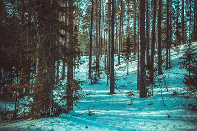 Trees in forest during winter