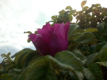 Close-up of pink flowering plant against sky