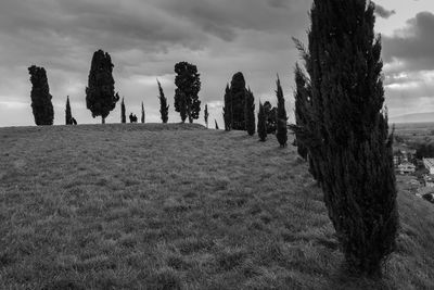 Trees on field against sky