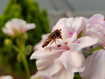 Close-up of bee pollinating on flower