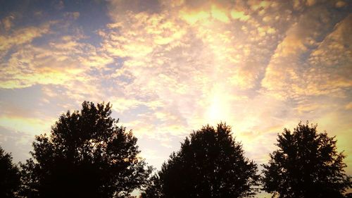 Low angle view of trees against sky