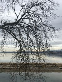 Bare tree by lake against sky during sunset