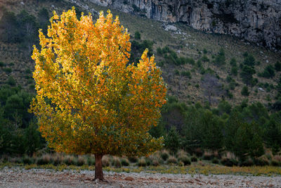 Trees and yellow flowering plants on land