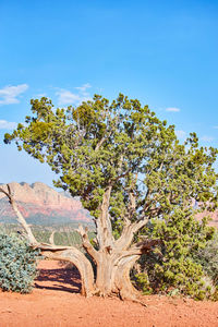 Tree in desert against blue sky