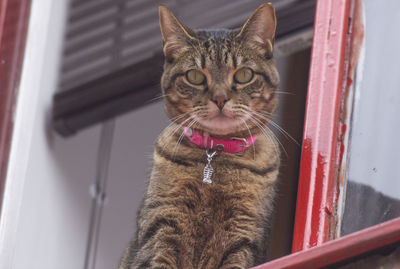 Close-up portrait of a cat