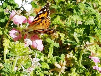 Close-up of butterfly perching on flower