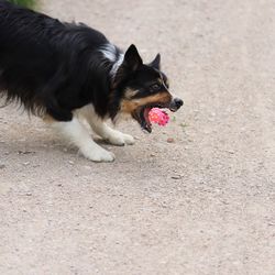 Dog catching a toy