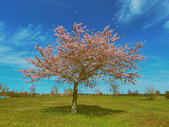 Scenic view of flowering tree on field against blue sky