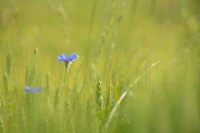 Close-up of purple flowering plant on field