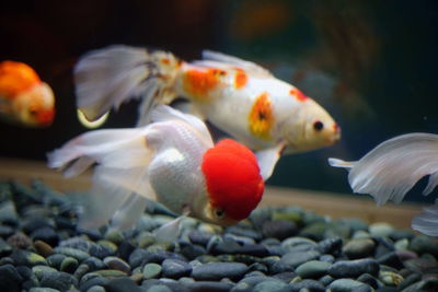 Fish swimming in pod