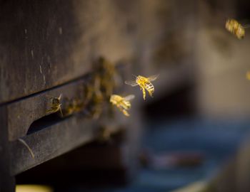 Close-up of dry leaves on wood