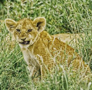 Angry lion cub sitting on grass