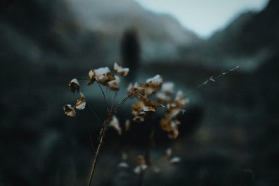 Mountain flower