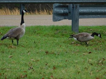 Ducks on grass