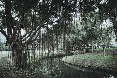 Scenic view of forest