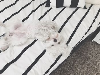 High angle view of dog lying on bed