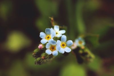 Close-up of white flowering plant