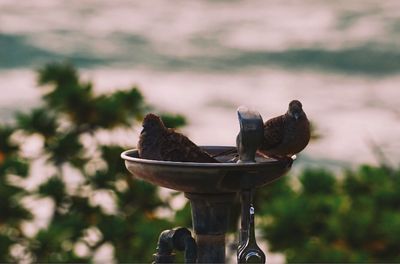 Close-up of birds perching on drinking fountain against sky