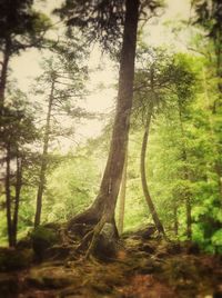 Trees in forest