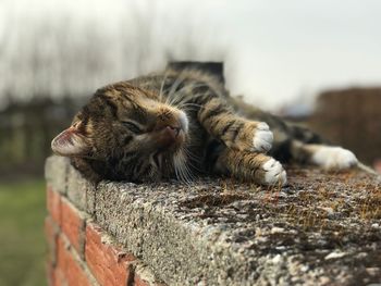 Close-up of a cat resting on retaining wall
