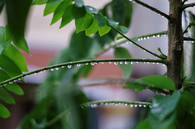 Close-up of wet plant leaves during rainy season