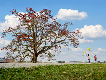 Tree on field against sky