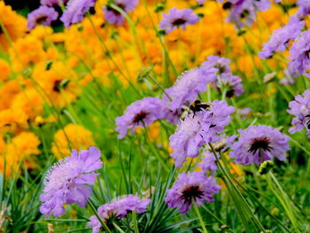 Close-up of purple flowers blooming in field