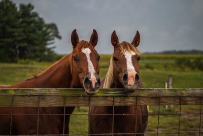 Portrait of horse on field