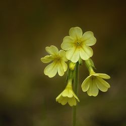 Close-up of yellow flower against blurred background