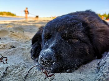 Close-up of dog on beach