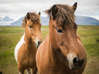 Close-up of horses standing on field