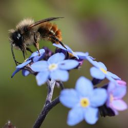 Close-up of bee on flower