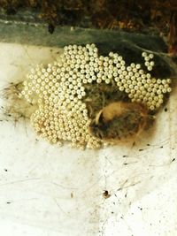 Close-up of flowers