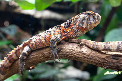 Close-up of lizard