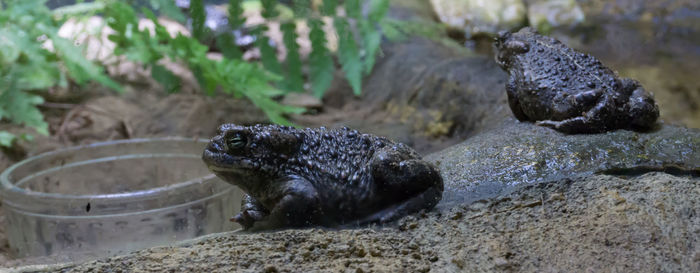 Turtle in a rock