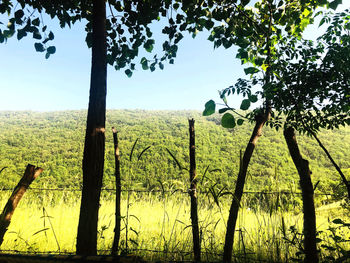 Trees on field against sky