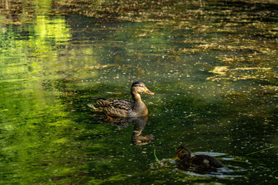 Duck in a lake