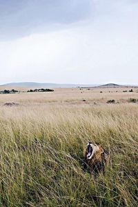 Scenic view of grassy field against sky