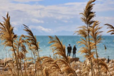 Plants by sea against sky