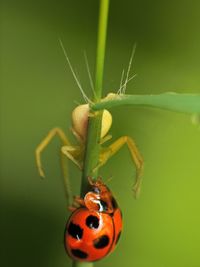 Macro insect around the garden