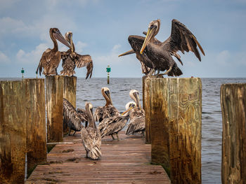 Birds perching on wooden post by pier against sky