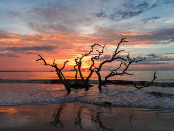 Bare tree on beach against sky during sunset