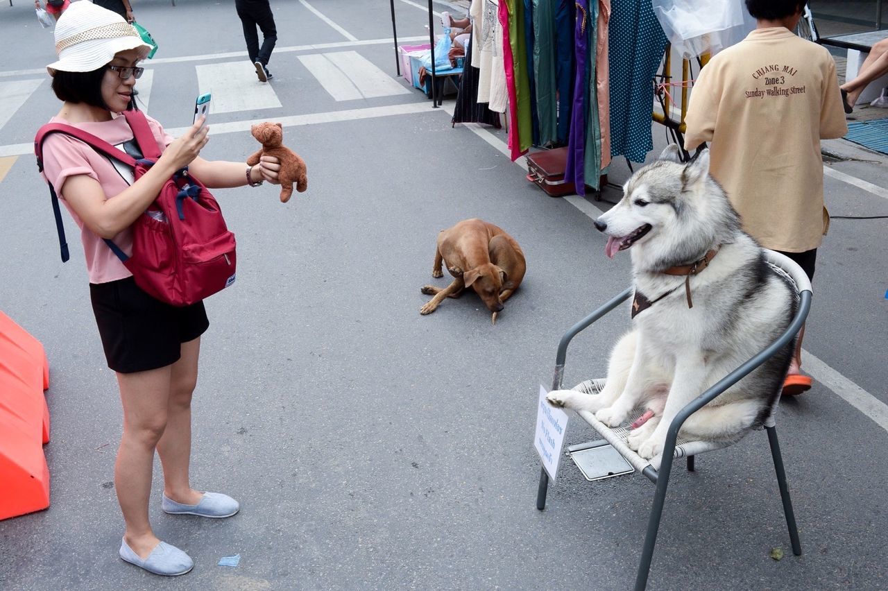 dog, pets, lifestyles, mammal, leisure activity, casual clothing, outdoors, day, city life
