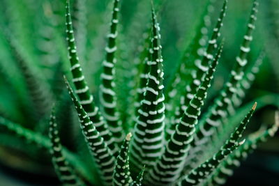 Close-up of succulent plant