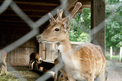 Deer standing